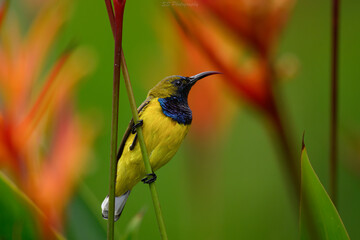 Garden Sunbird Resting Among Tropical Foliage, Singapore