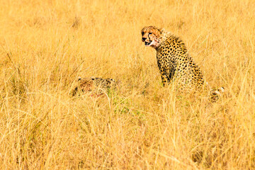 Cheetahs hunt prey in tall golden grass