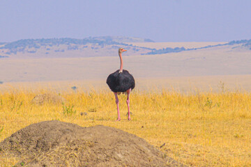 Ostrich strides across the African plains