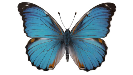Obraz premium Beautiful blue butterfly wings insect nature wildlife macro close up png isolated on white background