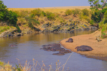 Hippos lounge in cool African waters