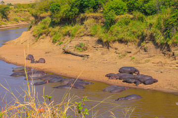 Hippos lounge in cool African waters