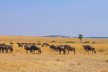 Wildebeest herds roam golden African plains.