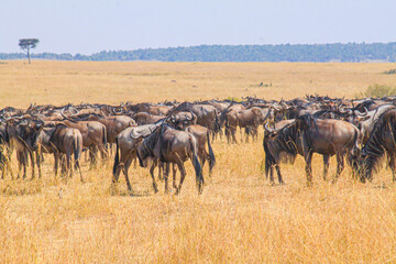Wildebeest herds roam golden African plains.
