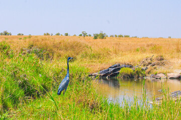 Striking birds perch in African trees