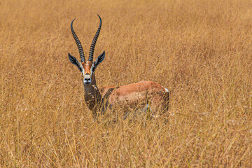 Gazelles graze on the vast African plains