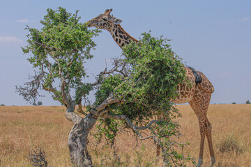 Giraffes browse in the African savanna