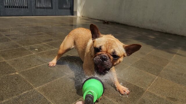 Energetic French Bulldog playfully attacks spraying water from handheld sprinkler with open mouth and paws. First-person slow motion shot captures amusing close-up as dog gets soaked