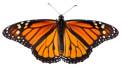Obraz premium Beautiful monarch butterfly isolated on white background PNG. AI GENERATED.