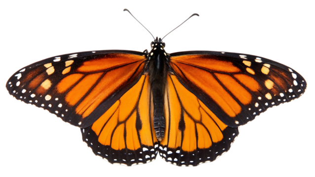 Beautiful monarch butterfly isolated on white background PNG. AI GENERATED.