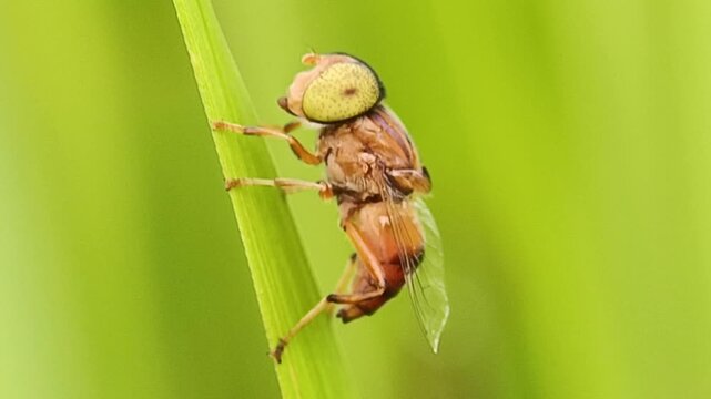 Macro close-up of a hoverfly clinging to green grass stem in natural outdoor setting, detailed wildlife photography