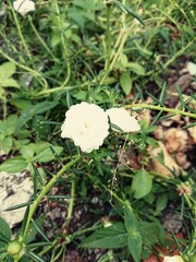 mushroom in the grass