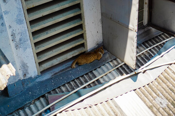 Cat Resting in the Shade on a Sunny Day