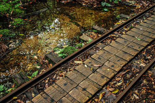 雨水が溢れる屋久島の森林鉄道の線路