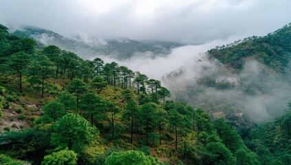 Misty mountain range with dense forest