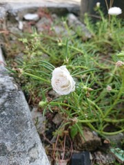 white flowers in the garden