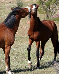 Wild Stallions Horsing Around 