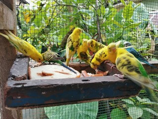 Budgie birds eating a wet bread 