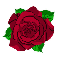 red rose isolated on white background