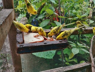 Budgie birds eating a wet bread