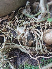 root of tree