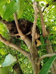 Cat climbing a tree 