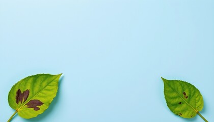 Fresh and Damaged Leaves Blue Background