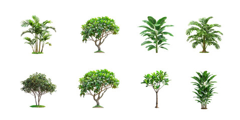 Collection of tropical jungle plant bush shrub tree plant side view isolate on transparency background