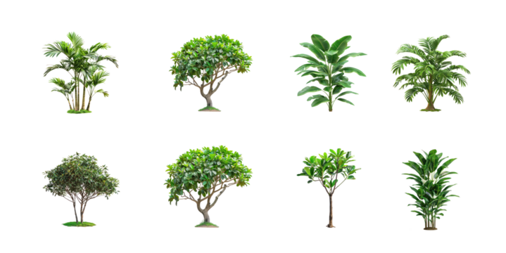 Collection of tropical jungle plant bush shrub tree plant side view isolate on transparency background