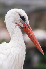Macro photo of a white stork head with sharp focus on its eye and beak, excellent for use in nature magazines, birdlife articles, and biodiversity preservation projects.