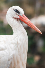 Detailed profile of a white stork bird captured in natural light, showcasing its red beak and elegant plumage, suitable for wildlife, ecology, and zoological educational content.