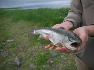 Holding big Fresh catch Arctic char fish in the hands with Kuril islands shore in background