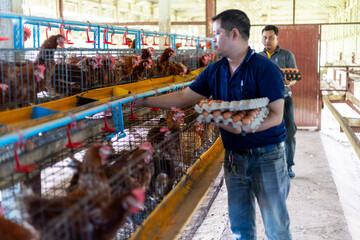 Obraz premium An farmer is working in a chicken coop, gathering fresh brown eggs from laying hens. collecting the eggs by hand . The facility is a commercial poultry farm focused on egg production.