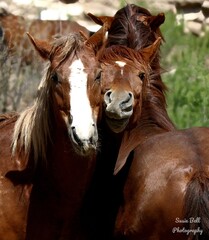 Photobombing Wild Horse