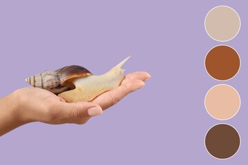 Female hand with giant Achatina snail on lilac background. Different color patterns