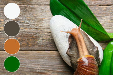 Giant Achatina snail, leaves and pebbles on wooden background