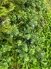 wild strawberry plant