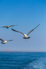 Flying Seagulls Over Dalian Coastal Skyline Cityscape High-Resolution Photography