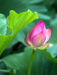 Lotus Flower Bud Poised To Bloom In Tranquil Pond Nature Photography