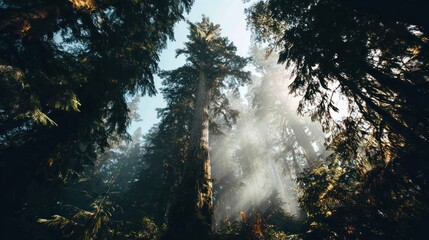 Fototapeta premium Forest interior with light filtering through trees; upward view, hazy and atmospheric