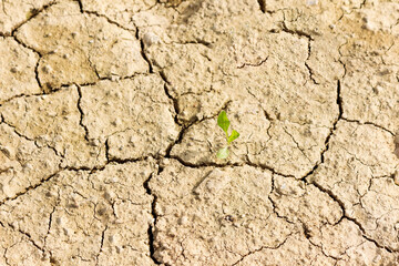 Dry Cracked Farmland Highlighting Drought And Environmental Decline