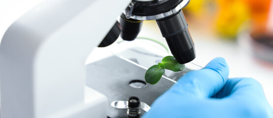 Female scientist with microscope testing sunflower sprouts in laboratory, closeup