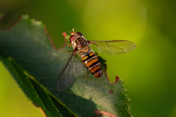 Detailed close-up image of a striped hoverfly on a leaf, showcasing its delicate transparent wings, fine hairs, and vivid yellow-black body pattern in a natural garden environment.