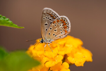 Close-up of a butterfly from the Lycaenidae family perched on a yellow flower, displaying intricate wing markings, delicate antennae, and fine body hairs in vivid macro detail.