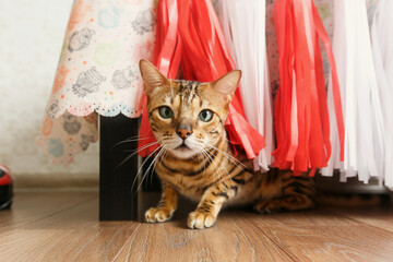 Bengal cat sitting on floor in room with colorful clothes.
