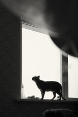 Beautiful bengal cat with green eyes sitting on window sill