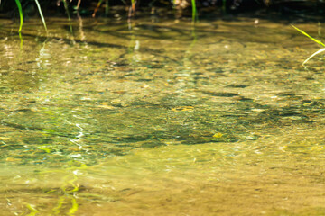 夏の川　川の流れ水面の表情58