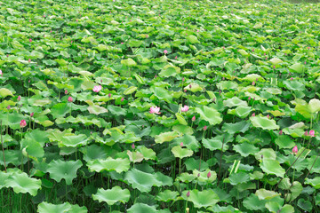 Seamless Lotus Pond With Floating Leaves And Blossoming Flowers Background