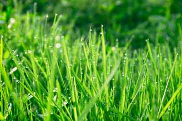 Fresh Dew Covered Grass Blades Evoking Health And Vitality Background