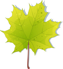 Hand-drawn autumn colored green-yellow maple leaf isolated on white background. Flat line style vector illustration.